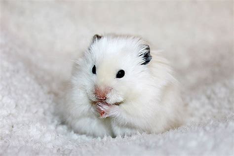 15 Beautiful White Animals Special Photos Furry Talk