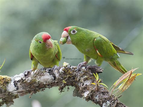 Psittacara Finschi Crimson Fronted Parakeet Costa Rica