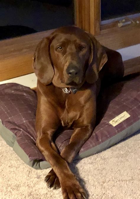 Redbone Coonhound We Adopted From The Humane Society Meet Big Red Fred