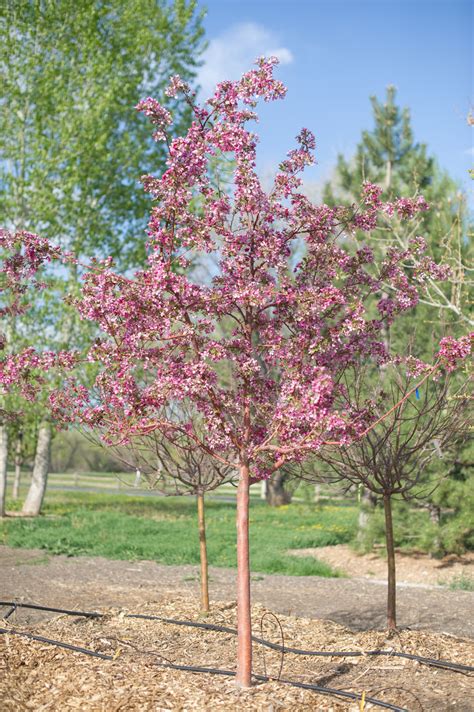 Crabapple Profusion For Sale In Boulder Colorado