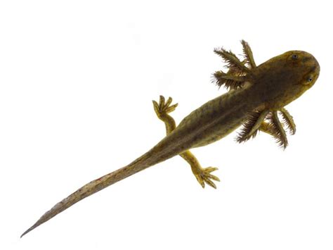 Does This Salamander Hold The Key To Regrowing Human Body Parts