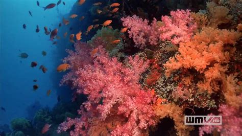 Imax Coral Reef Adventure Hd Youtube