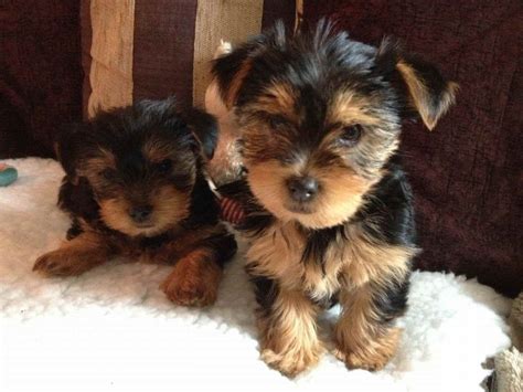 Adopt A Yorkshire Terrier Puppy For Free Yorkshireterrier Yorkshire