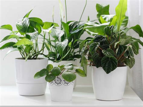 10 Easy Tips For Beautiful Houseplants For Beginners