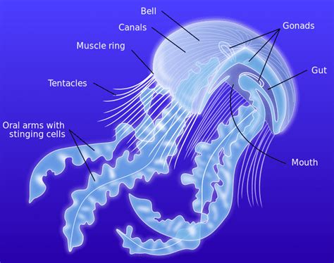 Jellyfish Facts Habitat Behavior Diet