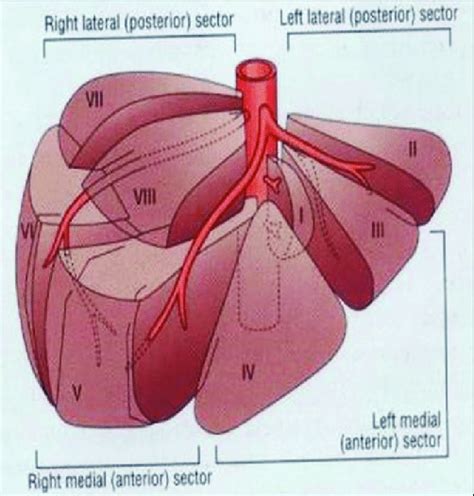 Couinauds Segmental Anatomy Of The Liver Download Scientific Diagram
