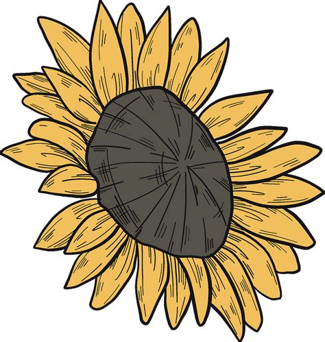 Sunflower Clip Art Vector