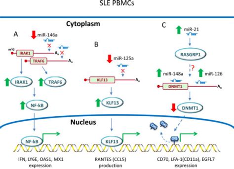 Contribution Of Aberrant Mirna Expression In Sle Pbmcs Open I