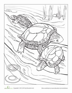 Not a shy guy is he? Painted Turtle | Worksheet | Education.com | Turtle ...