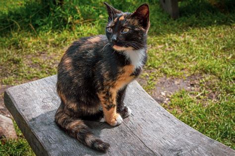 Tortoiseshell Cats Fun Facts About The Cat With ‘tor Titude Petreview