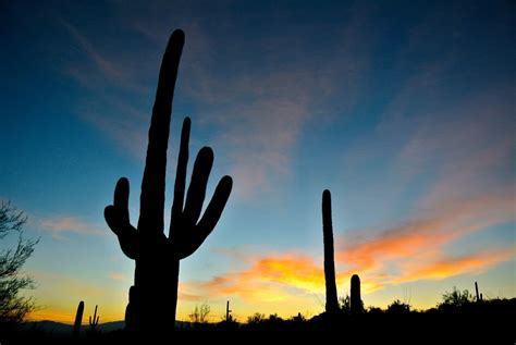 Free Images Landscape Tree Nature Horizon Silhouette Cactus