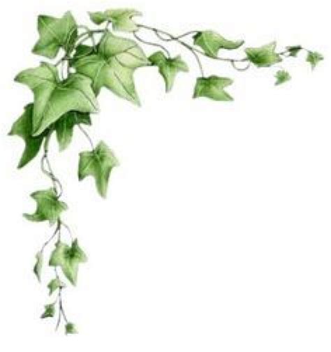 Ivy Border Clipart Vine And Other Clipart Images On Cliparts Pub