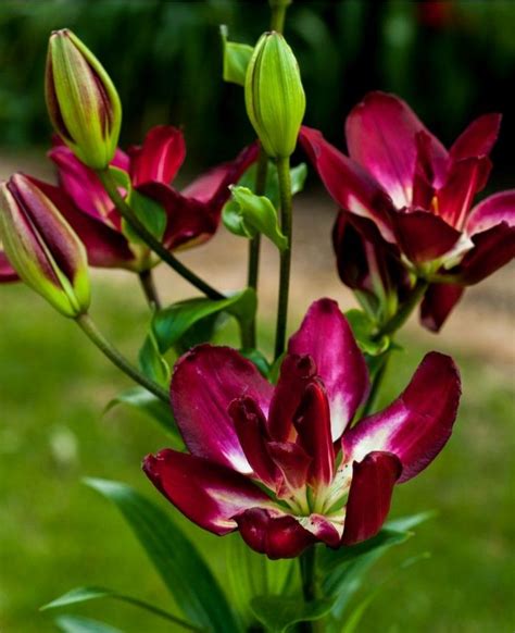 Double Sensation Lilies Summer Flowering Bulbs From Stock