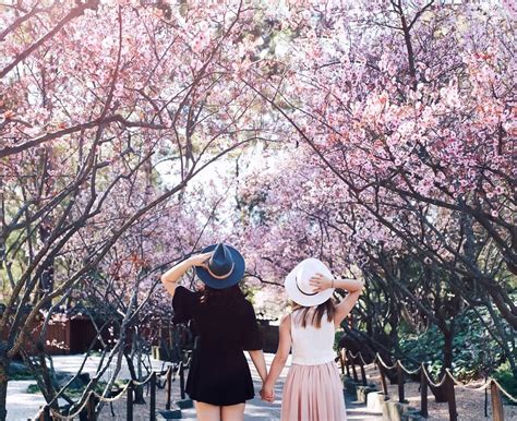 Sydney Cherry Blossom Festival See Japan S Famous Sakura This Month