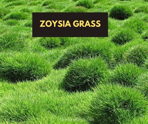 43 Different Types Of Lawn Grass For Your Yard Names And Pictures