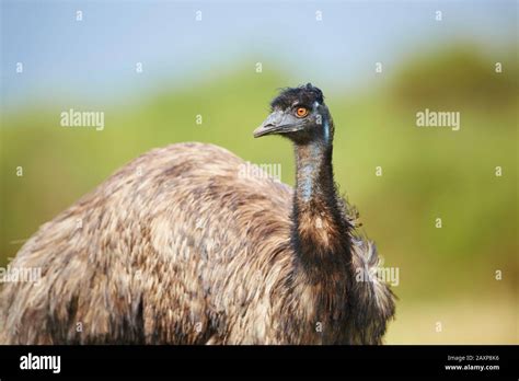 Giant Emu Dromaius Novaehollandiae Meadow Sideways Standing