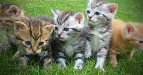 Cute Girl Kitten Names Unique Female Cat Names Name For