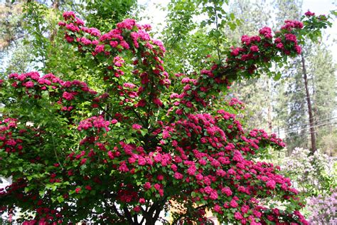 Red Blossom Tree In Full Bloom My Personal Images Are Used In My
