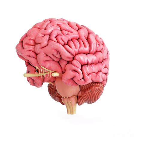 Cool Human Brain
