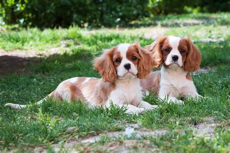 How Big Does A Cavalier King Charles Spaniel Get What You Need To Know