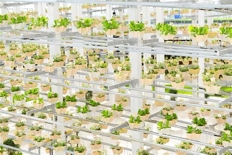 How plants partition nutrients, metabolic pathways, plant hormone production. Difference Between Botany and Horticulture | Difference ...