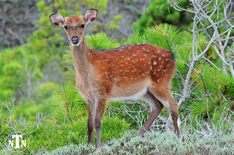 Sika Deer Assateague Island Maryland Nature Photography