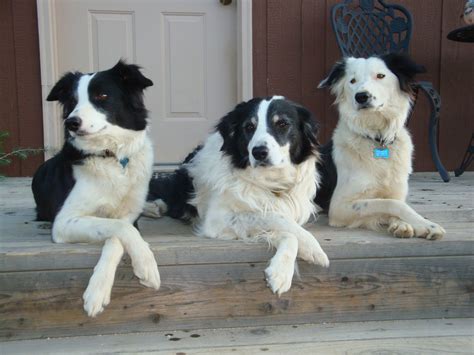 Three Bcs And Working Three Border Collies At One Time
