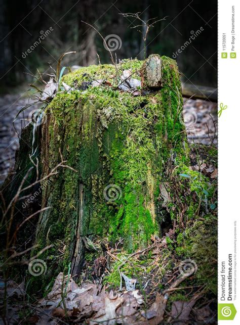 Close Up Of A Tree Stump With Green Moss In The Forest With Sunlight