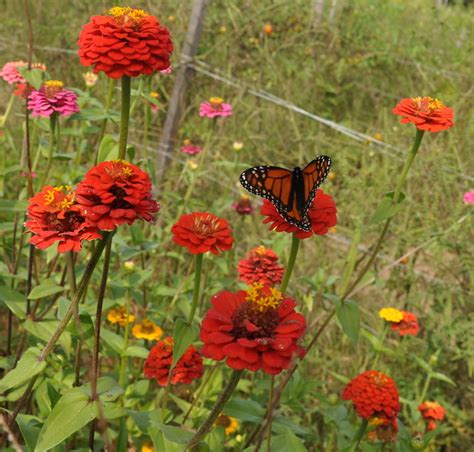 Zinnias And Monarch Butterfly Whit Andrews Flickr