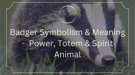 Badger Symbolism And Meaning Power Totem And Spirit Animal