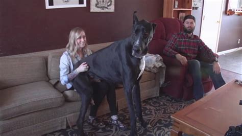 Photos Enormous Great Dane In Nevada May Be Worlds Tallest Living Dog
