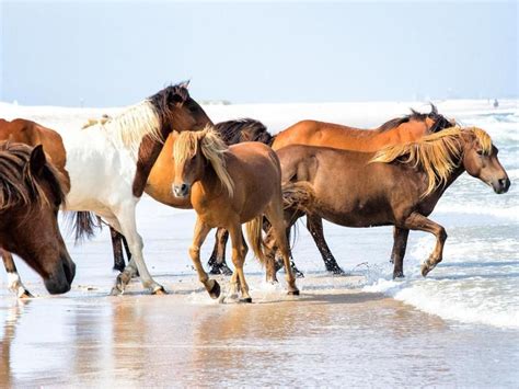 Beautiful Beaches With Amazing Wildlife Island Horse National Parks
