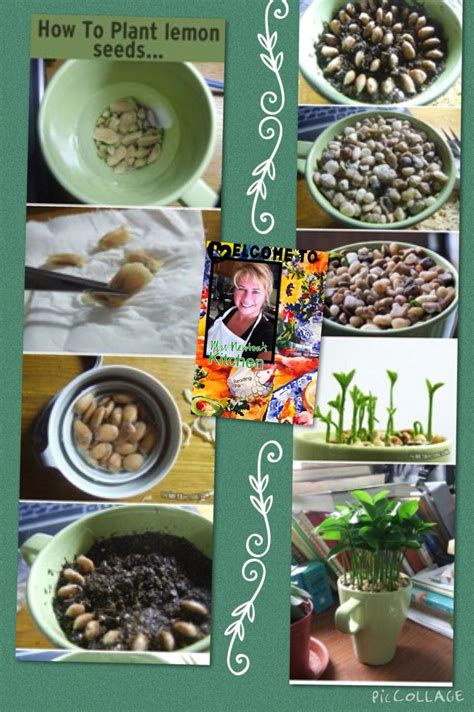 English translation of lyrics for seeeds haus by seeed. How to Plant Lemon Seeds for lovely fragrance throughout ...