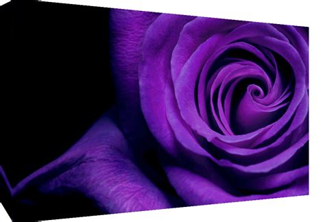 Large Purple Rose Flower Floral Canvas Picture Wall Art A1 34 X 20 Ebay