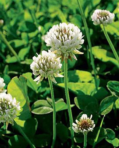 White Clover Seed For Lawns 125 Orders Ship Free White Dutch