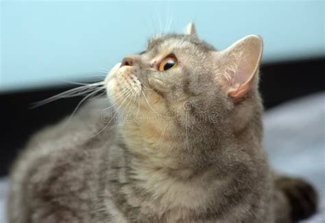 Gray British Cat With Orange Eyes Stock Image Image Of Care Cats