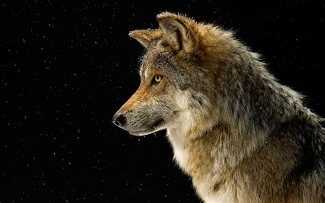The great collection of images of wolf wallpapers for desktop, laptop and mobiles. Wolves Howling Wallpaper (68+ images)