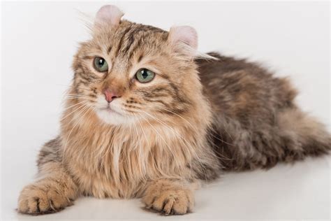 American Curl Cat Breed Profile Characteristics And Care