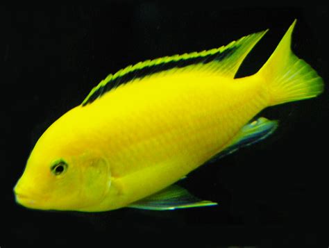 Electric Yellow - Labidochromis caeruleus | Aquarium Fish Paradise ...