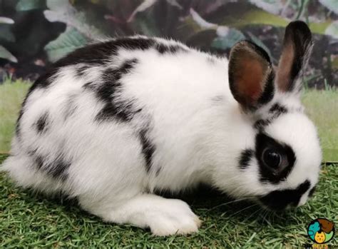 Such a program breeds only breeding from the smallest cats of each generation as these carry genes for smaller size (or lack genes for normal size) without being dwarf or midget cats. 2x baby Netherland Dwarf Rabbits for sale | UK Pets