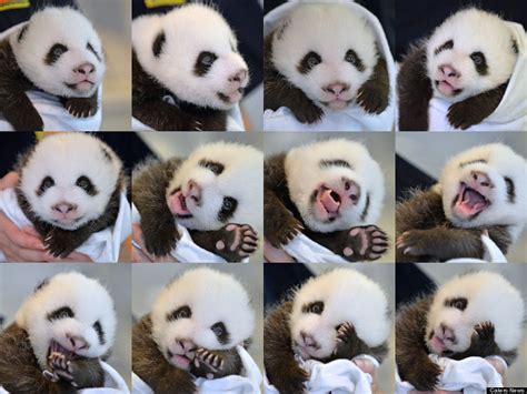 The Atlanta Zoos Baby Panda Cub Just Wants To Say Hey