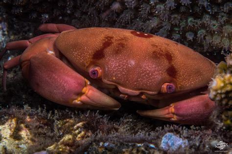 Convex Reef Crab Facts And Photographs Seaunseen