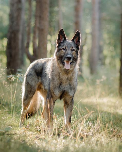 Large Russian Guard Dog Breed