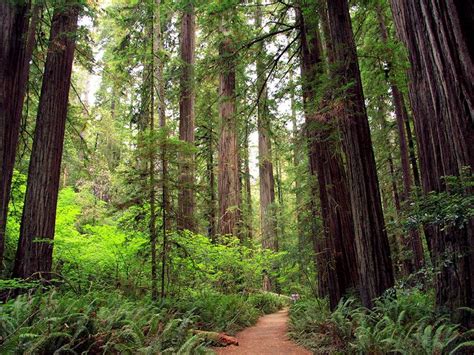 Americas Most Beautiful Natural Landscapes Redwood National And