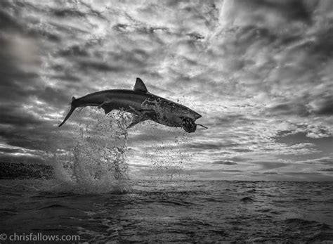 Photographer Captures Stunning Shot Of Great White Shark 12ft In The