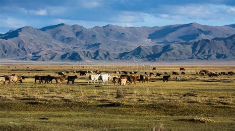 Landscape Of The Steppe And Mountains In Western Mongolia Stock Image
