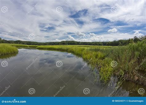 Swamp Marsh Summer Stock Image Image Of Reflection Lens 58524271