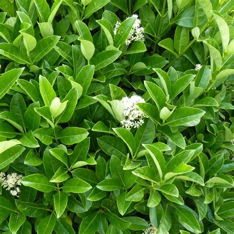 Sweet Viburnum Quick Fence Plants For Spaces