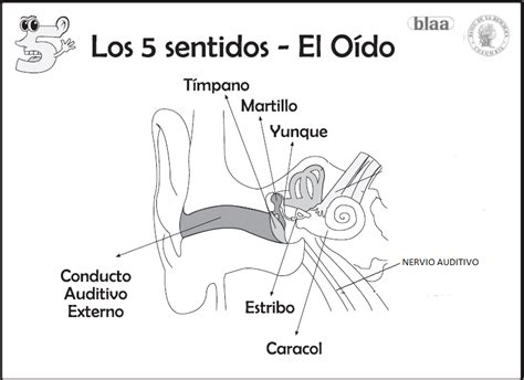 Lapicero De Tercero Ficha Del Oído