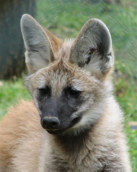 Maned Wolf Pup Maned Wolf Pup At Louisville Zoo Photo W Flickr